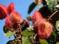 Annatto